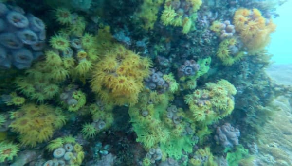 #02 Sun coral: data indicate stagnation in the species' dispersal in Arraial do Cabo