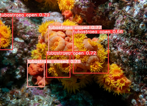#04 Application that uses AI to identify sun coral still has limitations