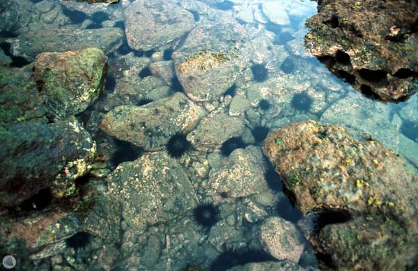 Nem tubarão, nem água-viva: a maioria dos acidentes é provocada por ouriços-do-mar