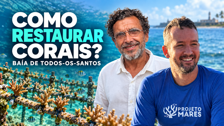 [Hoje, às 19h30]: assista ao webinário 'Como restaurar corais na Baía de Todos-os-Santos | Projeto Mares'