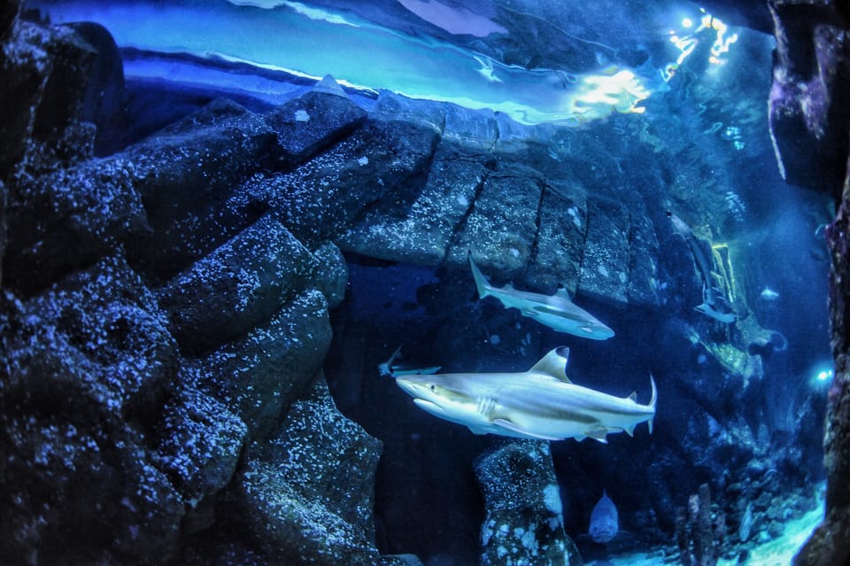 Acidificação dos oceanos impacta dentes dos tubarões, mostra estudo