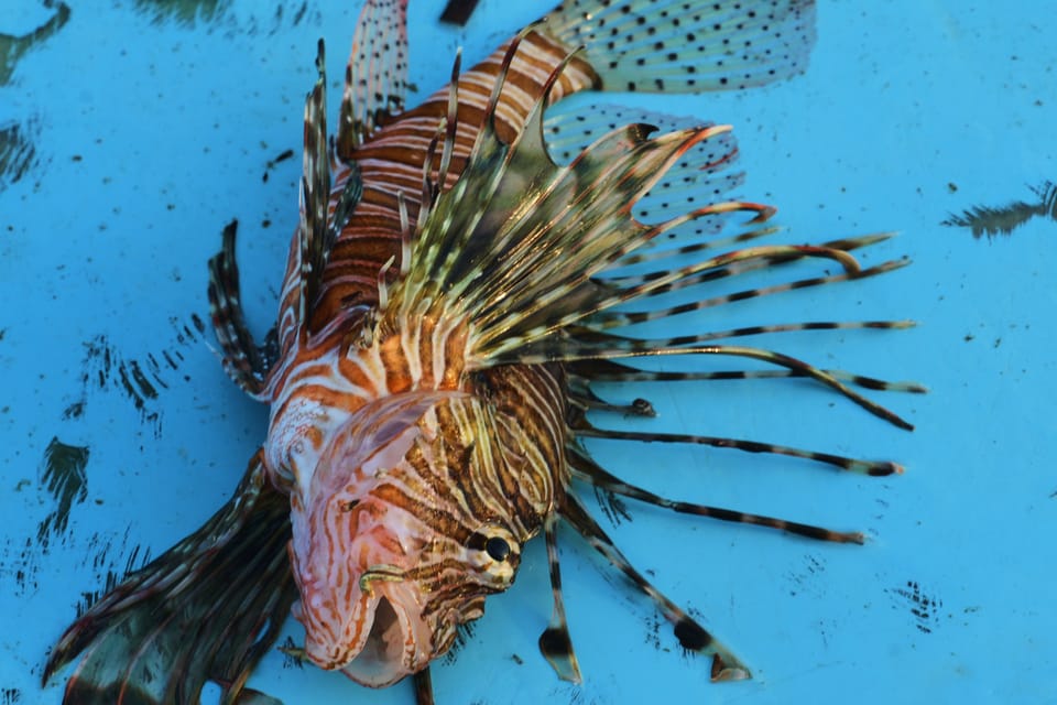 Aquecimento da água do Mediterrâneo amplia presença de espécies invasoras