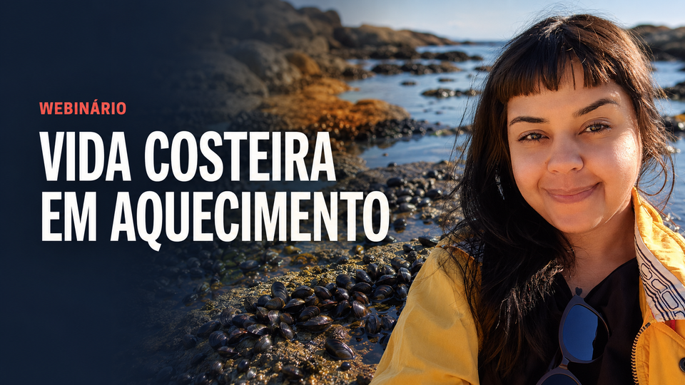 [Hoje, às 19h30]: assista ao webinário 'Como mexilhões e outros organismos costeiros respondem ao calor'
