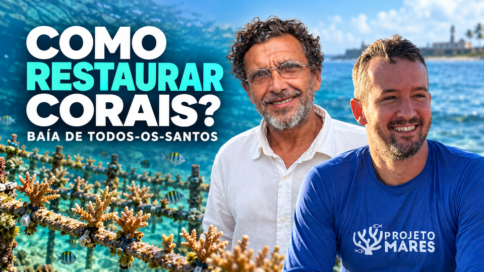 [Hoje, às 19h30]: assista ao webinário 'Como restaurar corais na Baía de Todos-os-Santos | Projeto Mares'